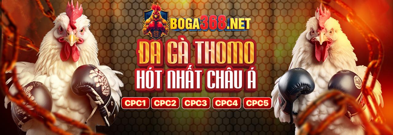 Lịch thi đấu đá gà trực tiếp Thomo hôm nay