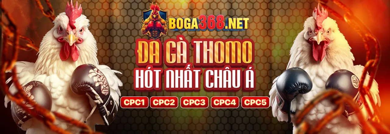 Lịch thi đấu đá gà trực tiếp Thomo hôm nay