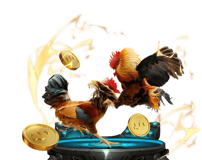 Hình ảnh đá gà Thomo trực tuyến đang diễn ra