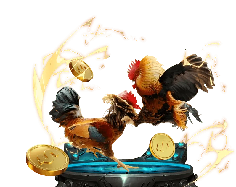 Hình ảnh đá gà Thomo trực tuyến đang diễn ra